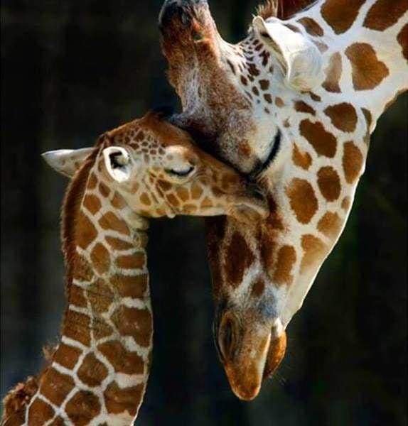 Diamond Painting - La Famiglia Di Giraffe Diamond Painting kit diamond painting