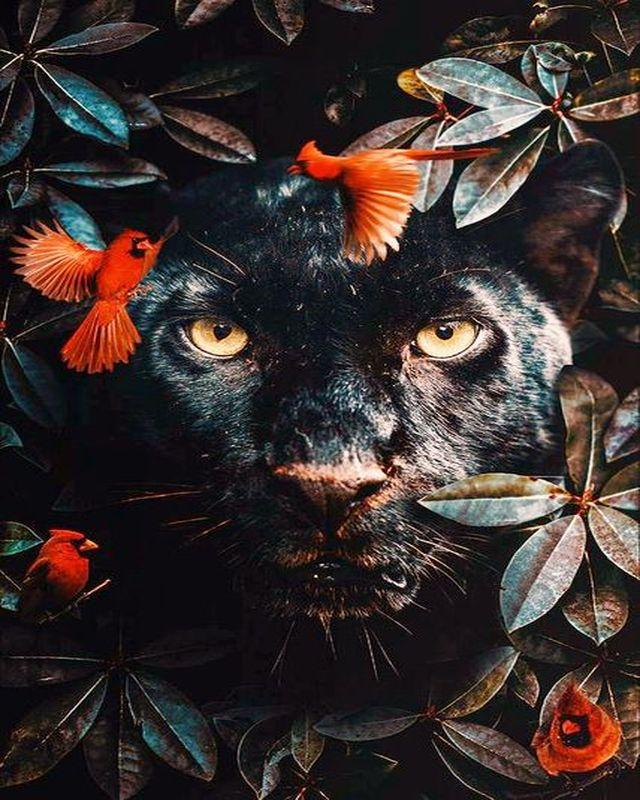 Lo sguardo della pantera nera Diamond Painting kit diamond painting