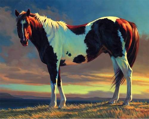 Cavallo Bianco E Marrone Diamond Painting