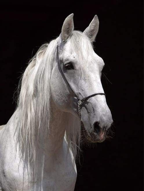 Cavallo Bianco E Sfondo Nero Diamond Painting | Seos Shop ®