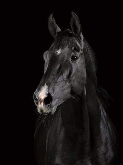 Cavallo Nero Diamond Painting