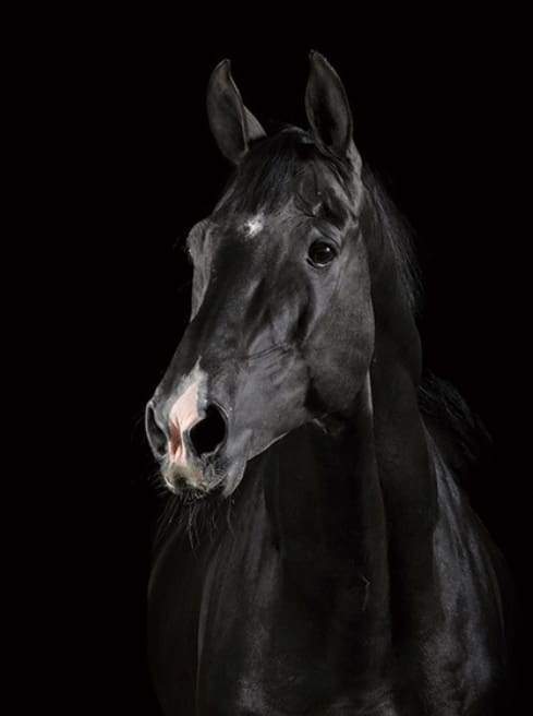 Cavallo Nero Diamond Painting
