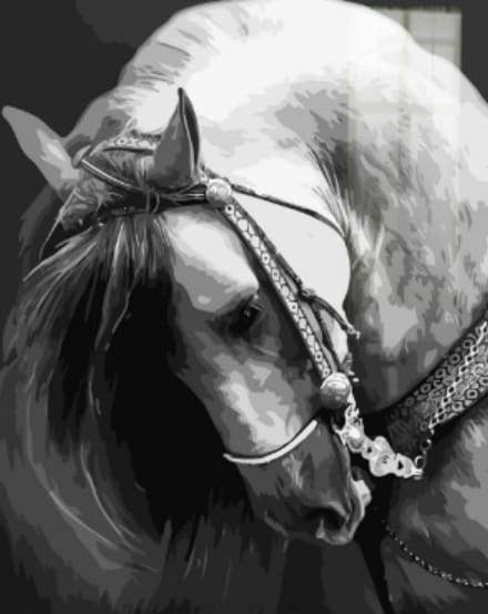 Collo Di Cavallo Diamond Painting