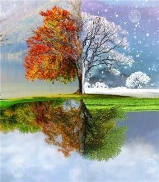 Diamond Painting - Albero Delle Molte Stagioni Diamond Painting