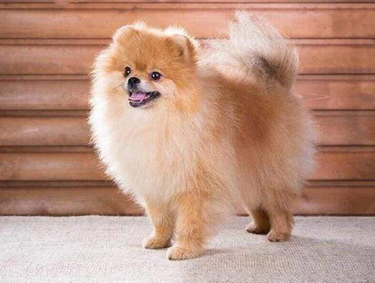 Diamond Painting - Cagnolino Diamond Painting
