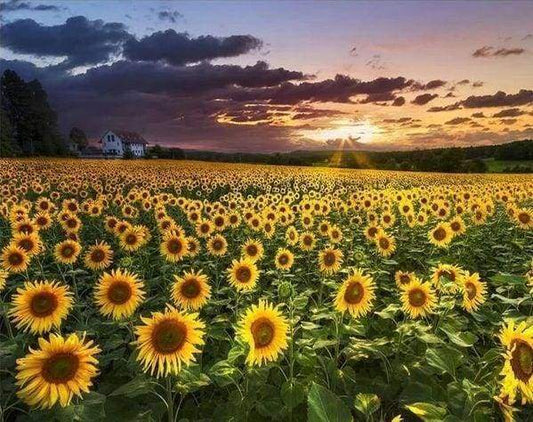 Diamond Painting - Campo Di Girasoli Diamond Painting