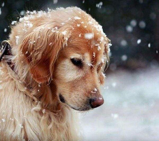 Diamond Painting - Cane Nella Neve Diamond Painting