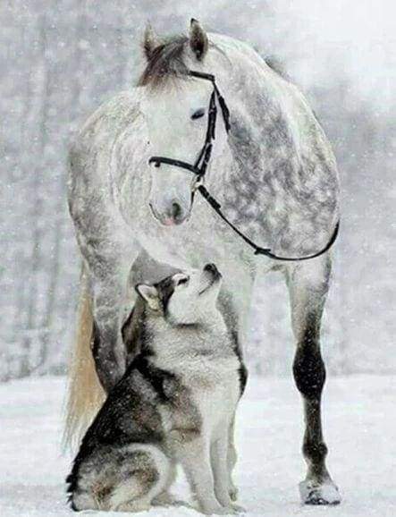 Diamond Painting - Cavallo E Lupo Nella Neve Diamond Painting