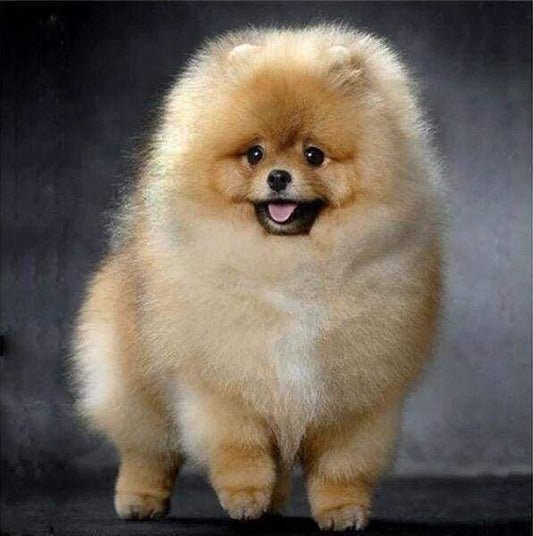 Diamond Painting - Chow Chow Diamond Painting