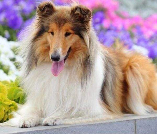 Diamond Painting - Collie Diamond Painting