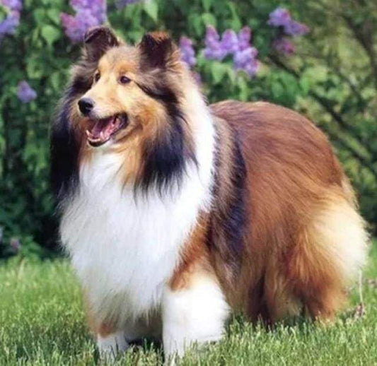 Diamond Painting - Collie In Giardino Diamond Painting