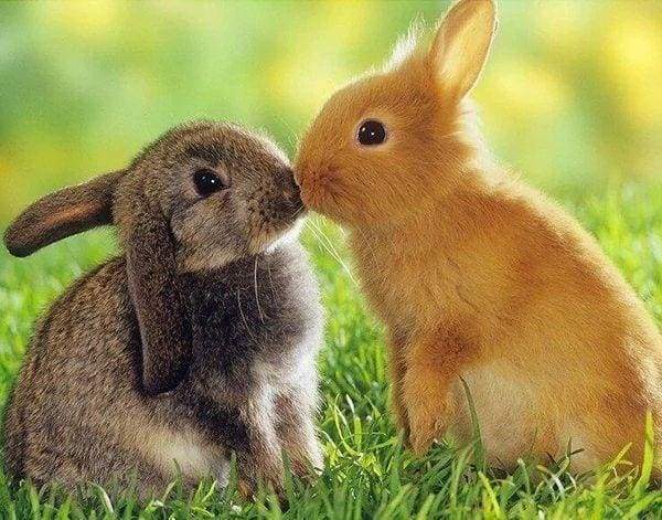 Diamond Painting - Coppia Di Conigli Diamond Painting