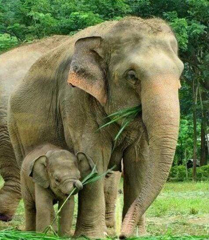Diamond Painting - Elefante E Neonato Diamond Painting
