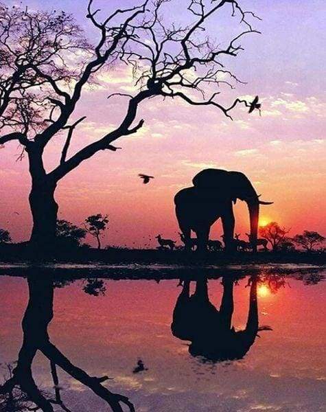Diamond Painting - Elefante E Sole Al Tramonto Diamond Painting