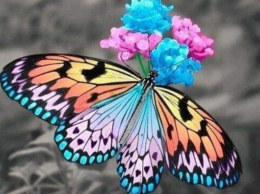 Diamond Painting - Farfalla Che Raccoglie Il Polline Diamond Painting
