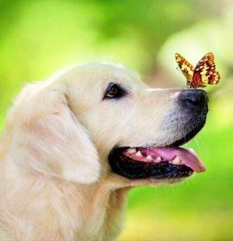 Diamond Painting - Farfalla E Labrador Diamond Painting