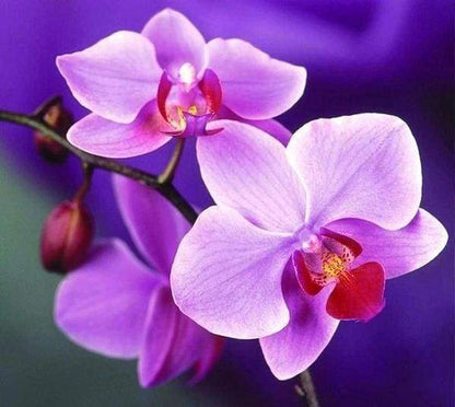 Diamond Painting - Fiore Viola Diamond Painting