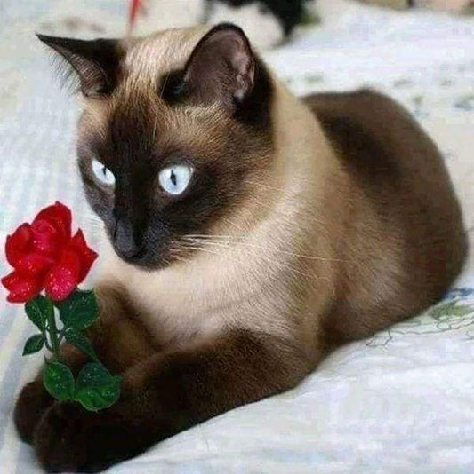 Diamond Painting - Gatto Romantico Diamond Painting