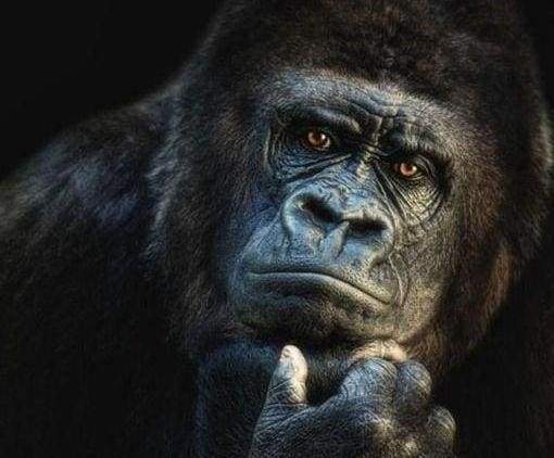 Diamond Painting - Gorilla Diamond Painting