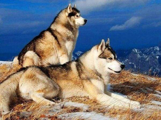 Diamond Painting - Husky Diamond Painting