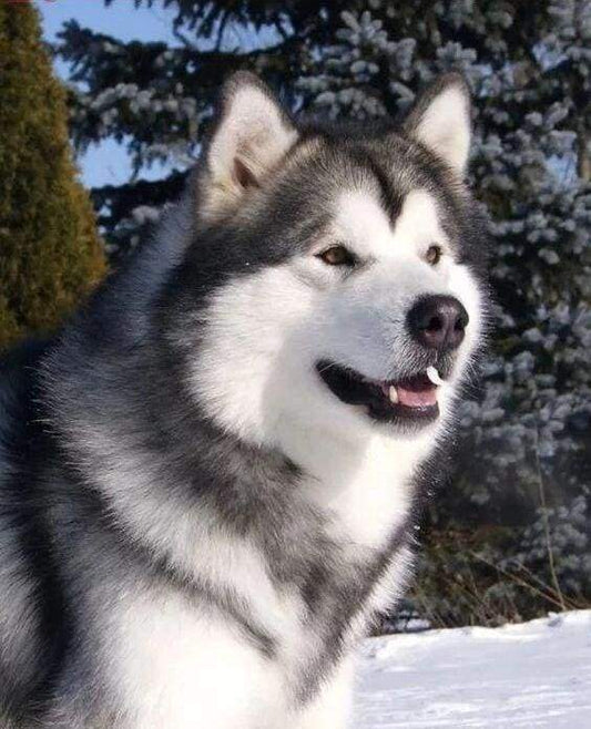 Diamond Painting - Husky In Inverno Diamond Painting