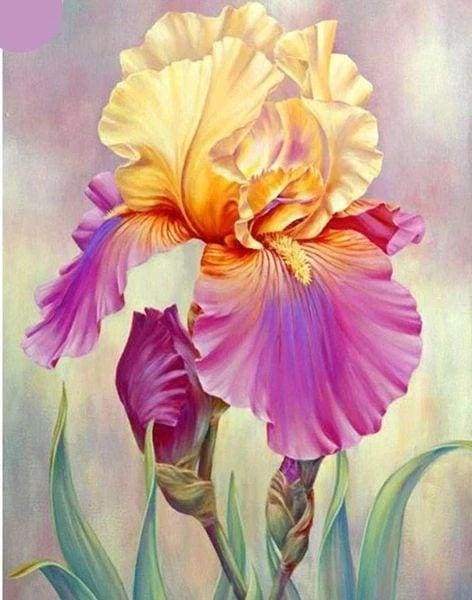 Diamond Painting - Iris Bicolore Diamond Painting