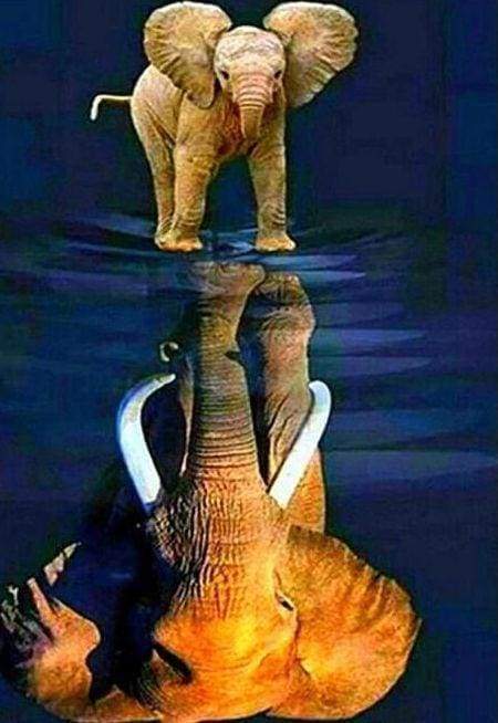 Diamond Painting - L'Elefante E Il Suo Riflesso Diamond Painting