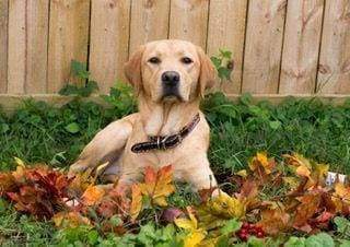 Diamond Painting - Labrador Diamond Painting