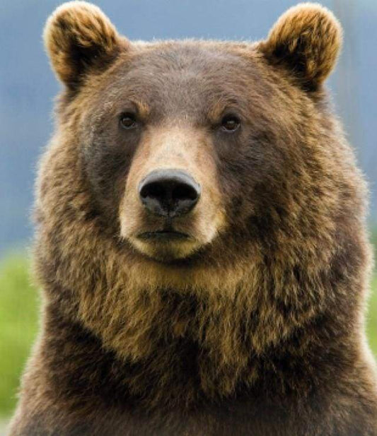 Diamond Painting - Orso Diamond Painting