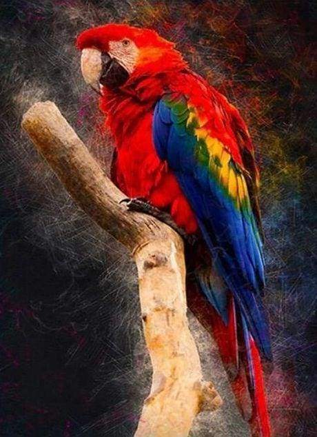 Diamond Painting - Pappagallo Rosso Diamond Painting