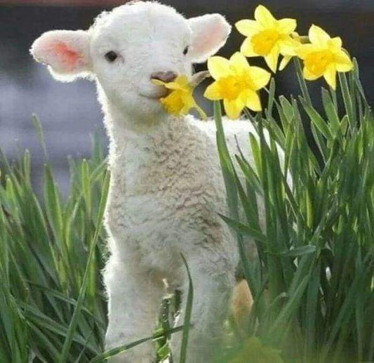 Diamond Painting - Pecore E Fiori Diamond Painting | Seos Shop ®