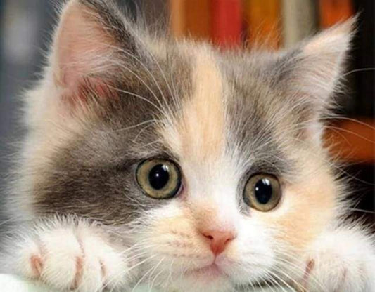 Diamond Painting - Piccolo Gatto Curioso Diamond Painting
