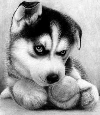Diamond Painting - Piccolo Husky Diamond Painting