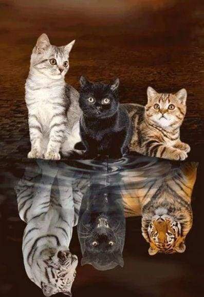 Diamond Painting - Riflesso Del Gattino Diamond Painting