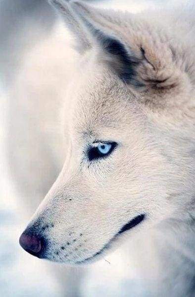 Diamond Painting - Ritratto Di Husky Diamond Painting