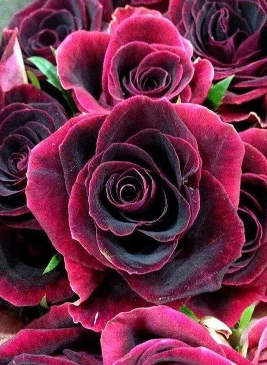 Diamond Painting - Rosa Diamond Painting