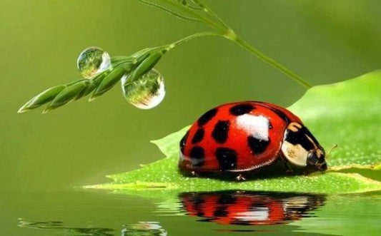 Diamond Painting - Scarabeo Diamond Painting