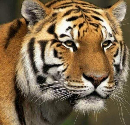 Diamond Painting - Tigre Diamond Painting kit diamond painting