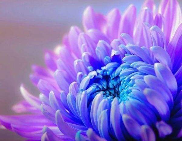 Diamond Painting - Trionfo Di Fioritura Diamond Painting
