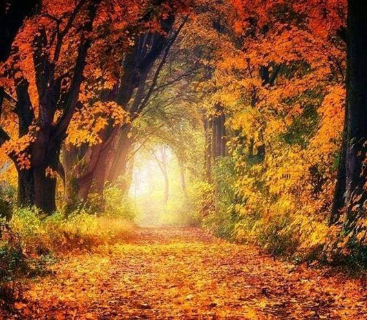 Diamond Painting - Una Passeggiata Nella Foresta Diamond Painting | Seos Shop ®