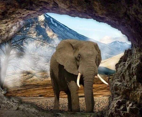 Diamond Painting - Vista Dell'Elefante Diamond Painting