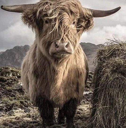 Diamond Painting - Yak Diamond Painting