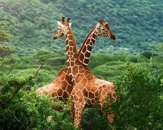 Due Giraffe Diamond Painting