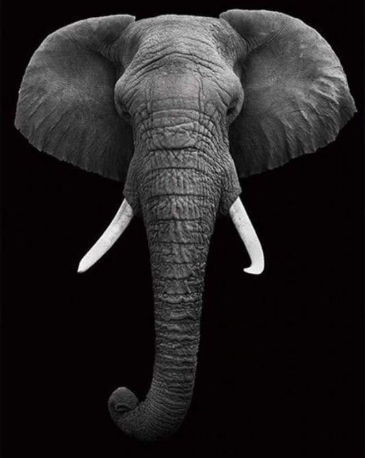 Elefante Bianco E Nero Diamond Painting