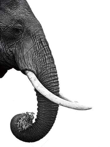 Elefante Grigio Scuro Diamond Painting