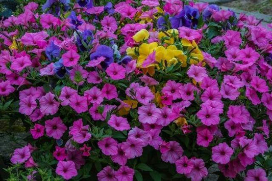 Fiori Che Sbocciano Viola Diamond Painting