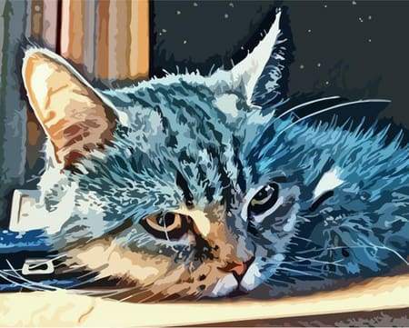Gatto Americano A Pelo Corto Diamond Painting