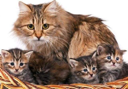Gatto E Gattini Diamond Painting kit diamond painting