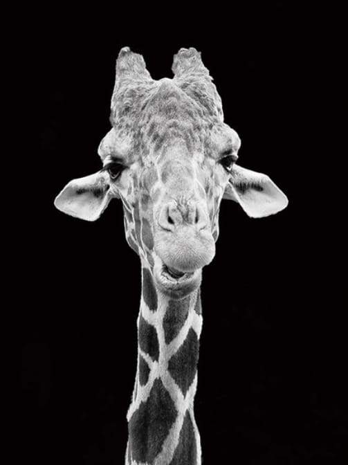 Giraffa Ritratto In Bianco E Nero Diamond Painting