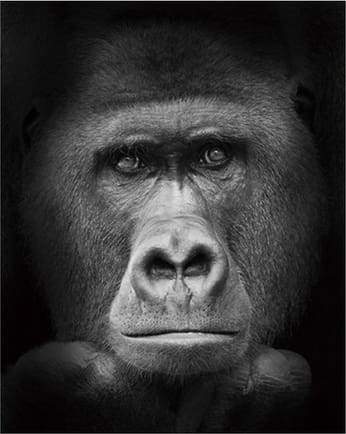 Gorilla In Bianco E Nero Diamond Painting